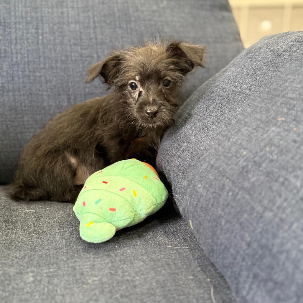 Enlarge Bentley, a Adoptable mixed breed in Sacramento, CA image 2/4