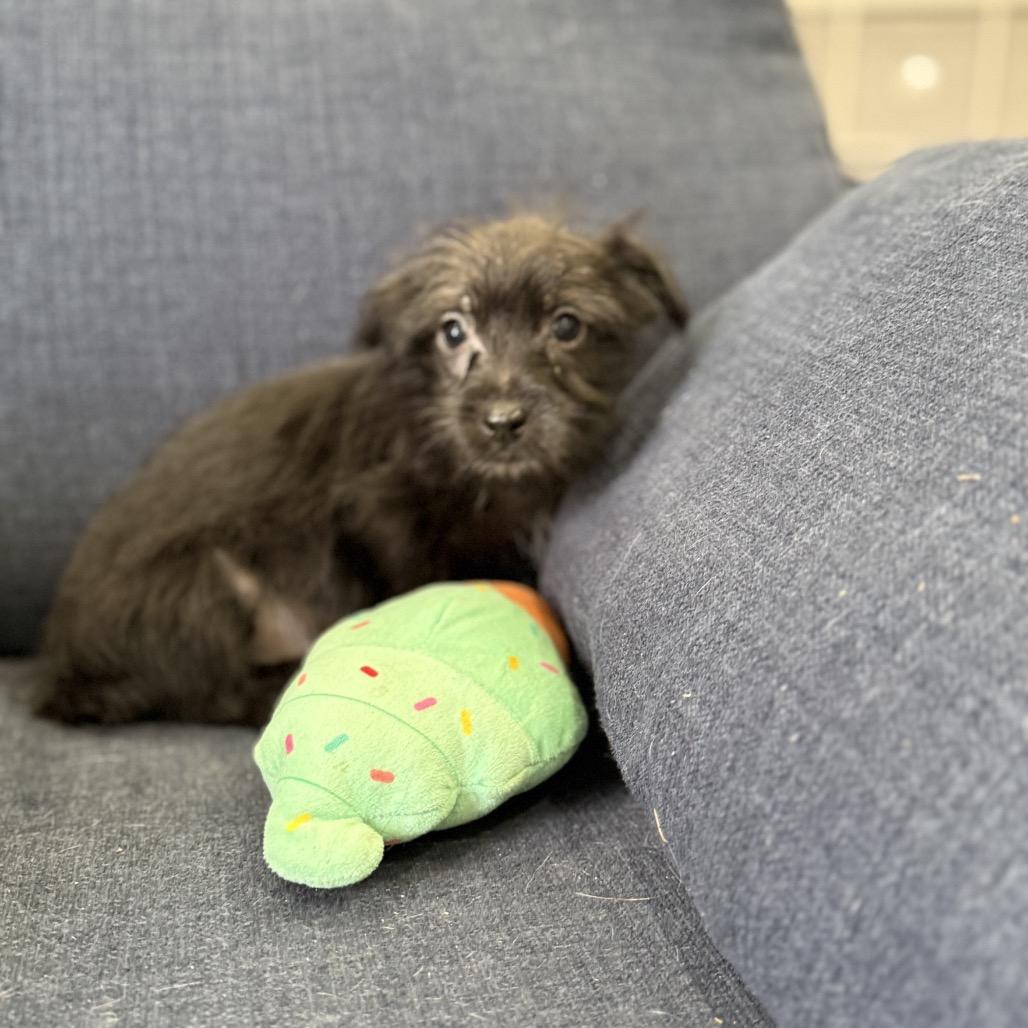 Enlarge Bentley, a Adoptable mixed breed in Sacramento, CA image 4/4