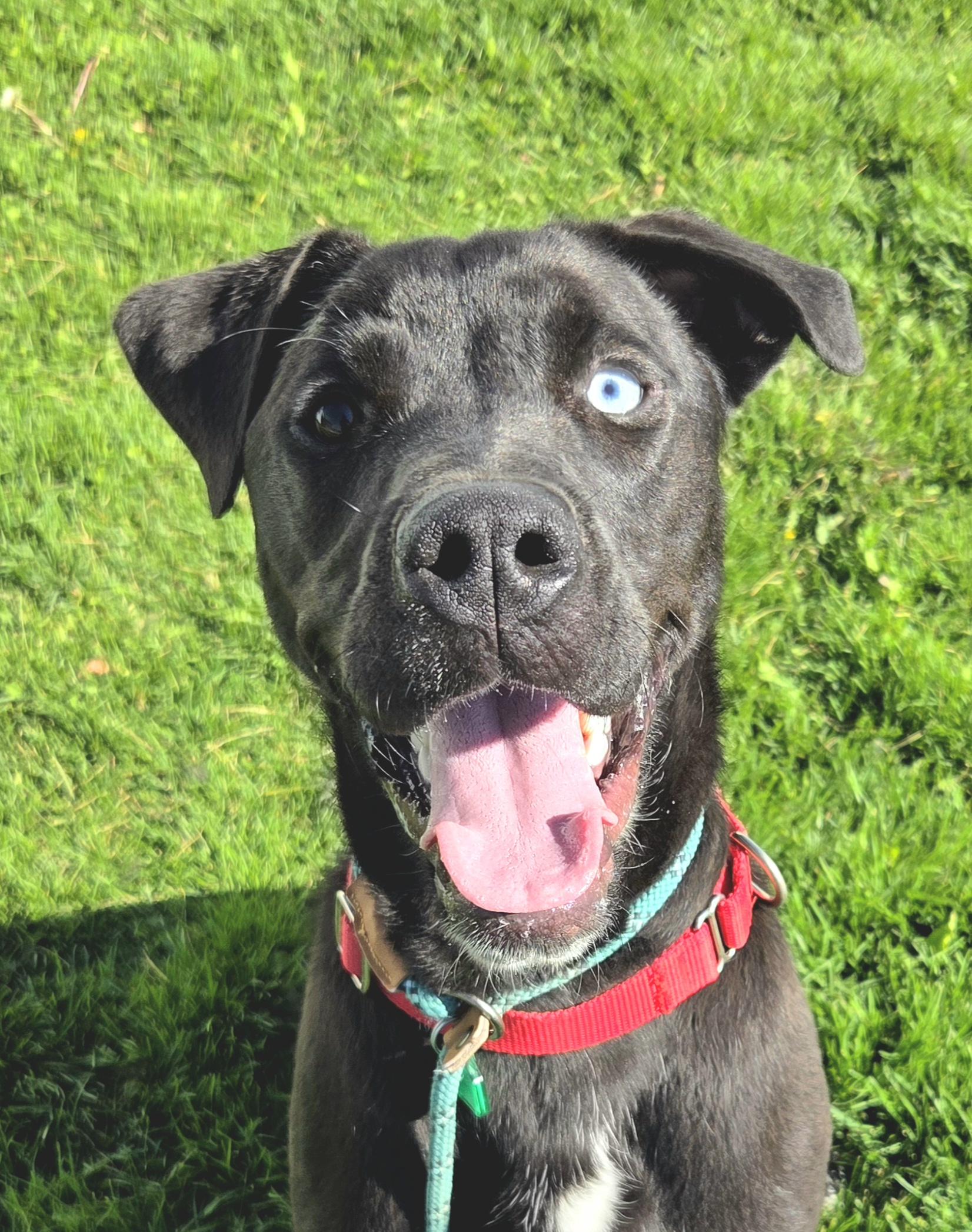 Enlarge Benny  46042, a Adoptable mixed breed in Pocatello, ID image 1/3