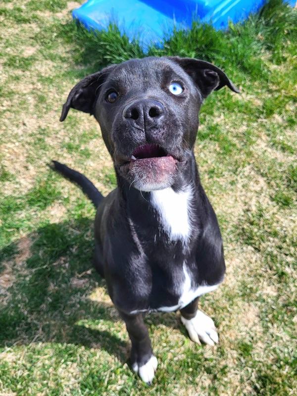 Benny, Adoptable, Young Male Labrador Retriever & Siberian Husky.