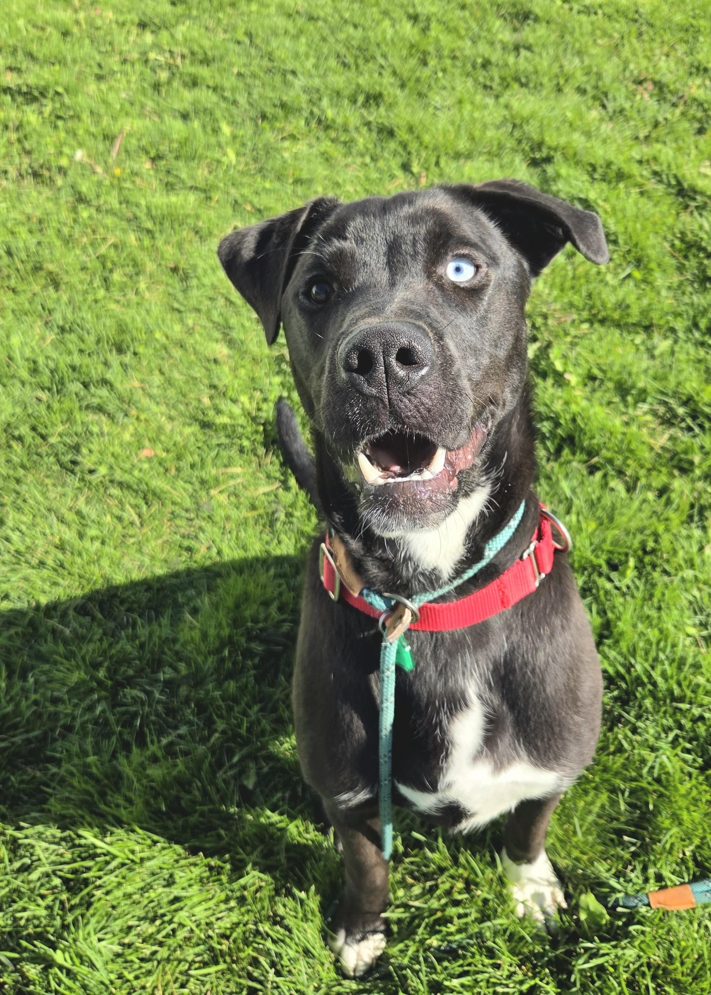Enlarge Benny  46042, a Adoptable mixed breed in Pocatello, ID image 2/3