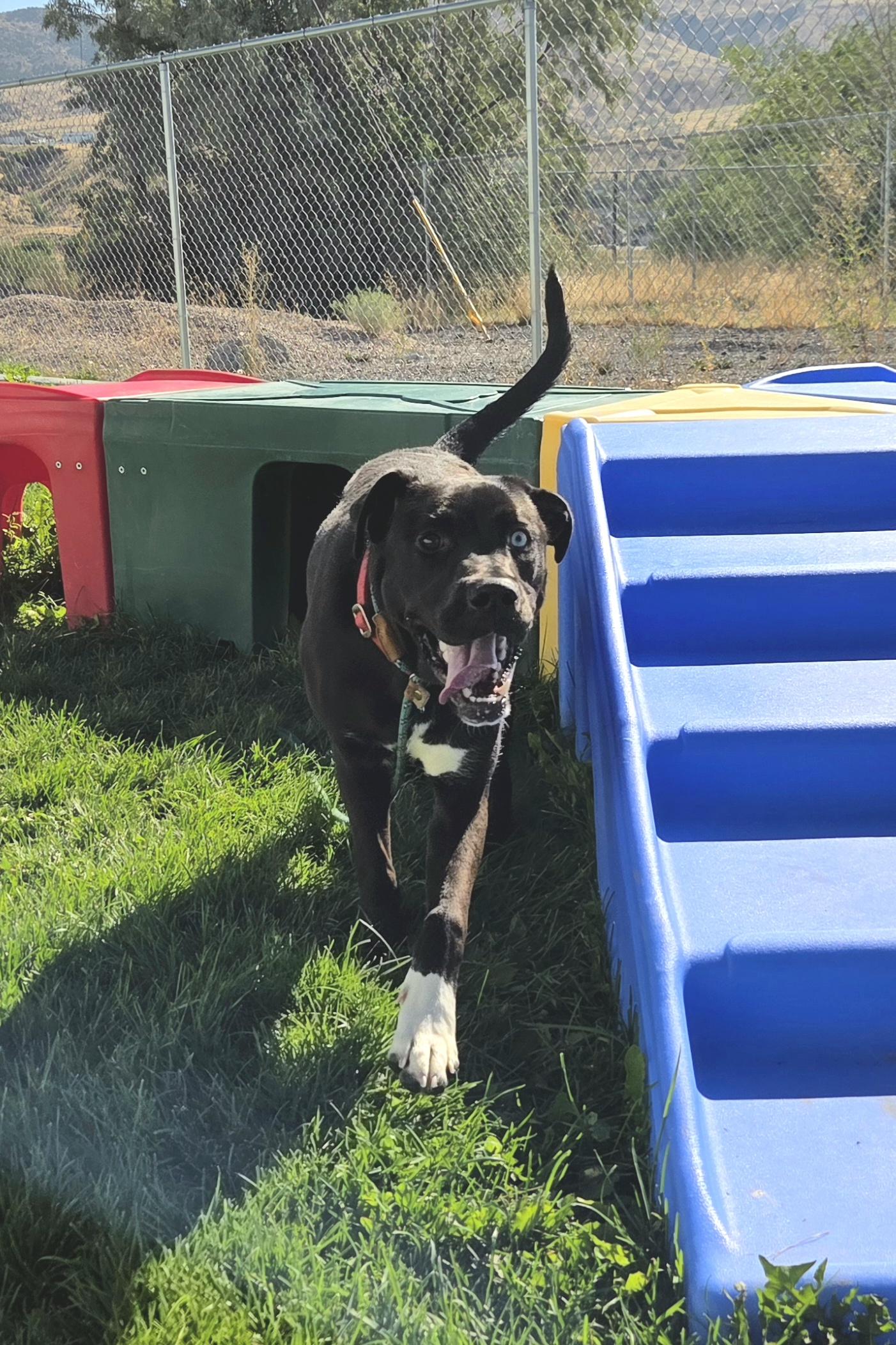 Enlarge Benny  46042, a Adoptable mixed breed in Pocatello, ID image 3/3