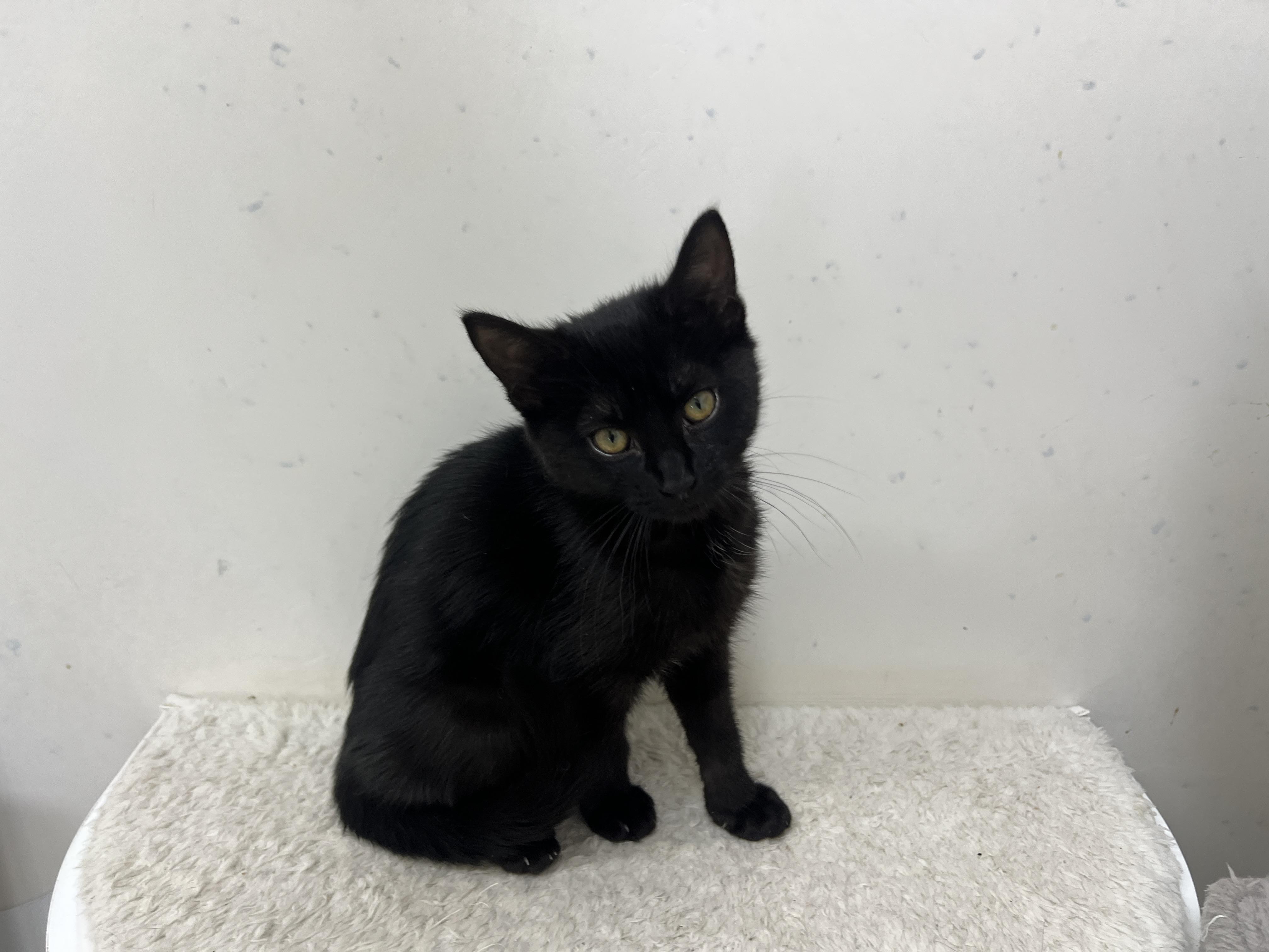 Enlarge Jhoira, a Adoptable Domestic Short Hair in chino, CA image 1/6