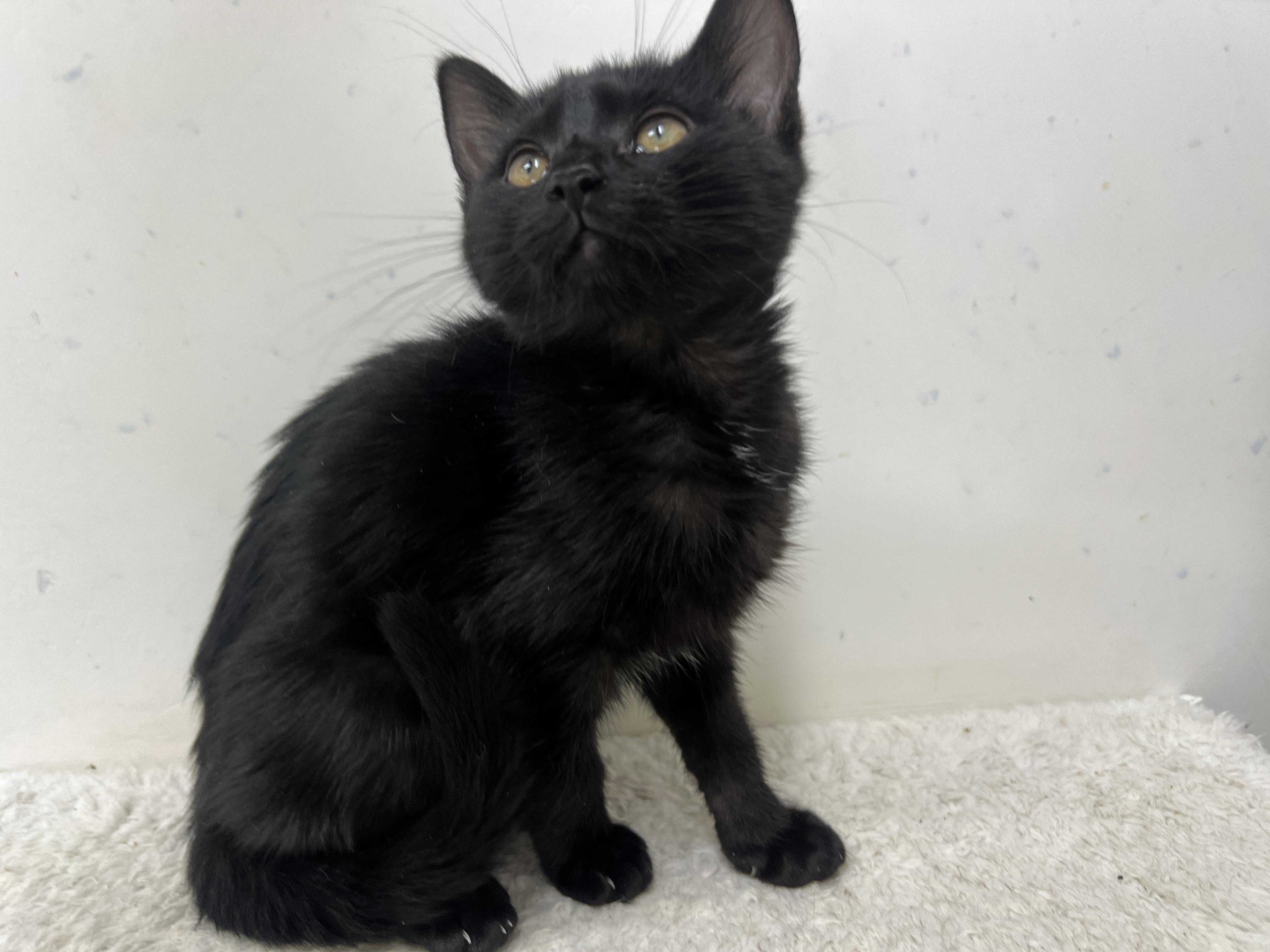 Enlarge Jhoira, a Adoptable Domestic Short Hair in chino, CA image 2/6