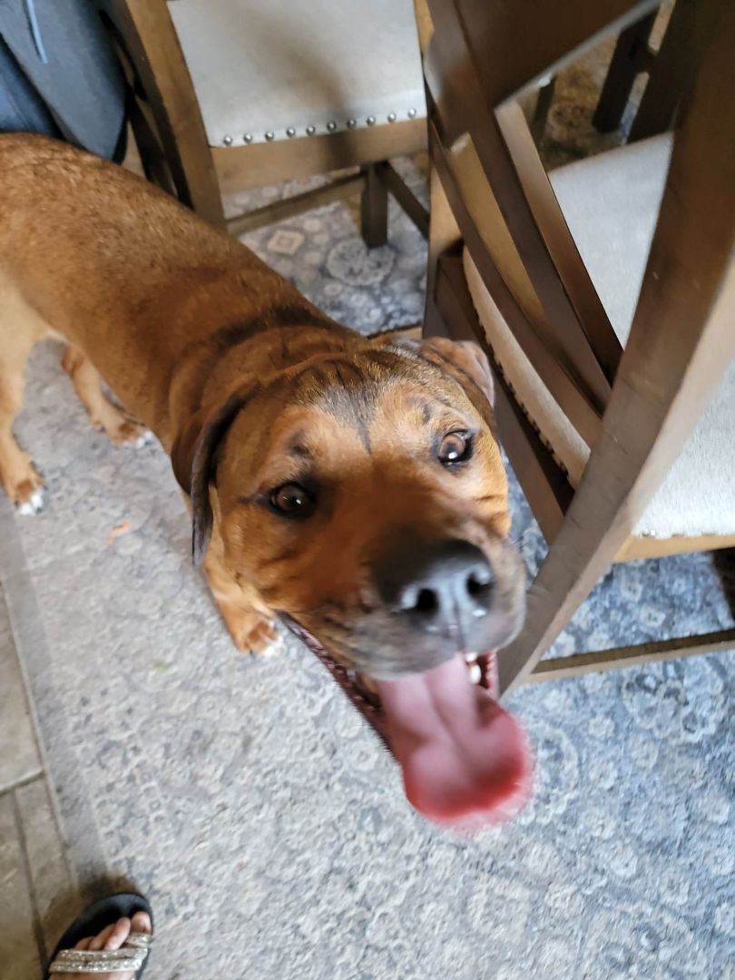 Enlarge Khalia - LOWELL, IN, a Adoptable mixed breed in LOWELL, IN image 1/5