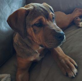 Enlarge Khalia - LOWELL, IN, a Adoptable mixed breed in LOWELL, IN image 2/5