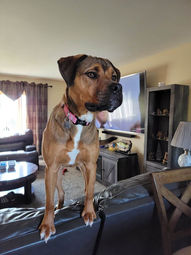 Enlarge Khalia - LOWELL, IN, a Adoptable mixed breed in LOWELL, IN image 3/5