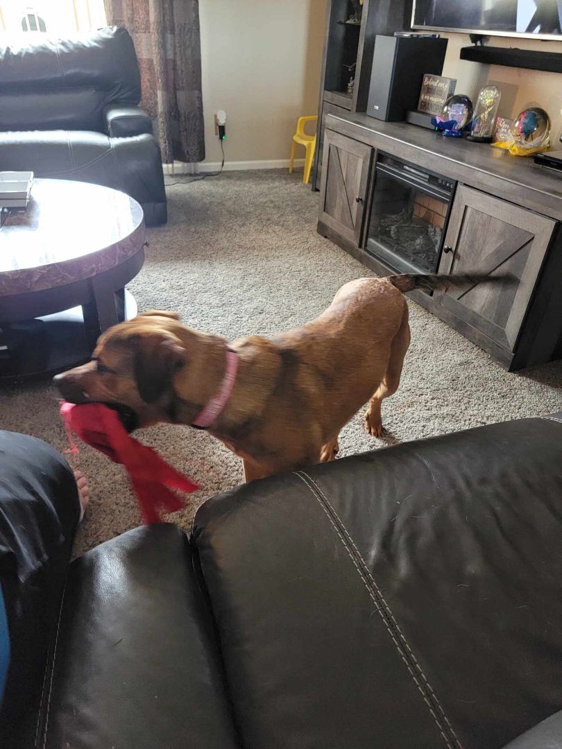 Enlarge Khalia - LOWELL, IN, a Adoptable mixed breed in LOWELL, IN image 4/5