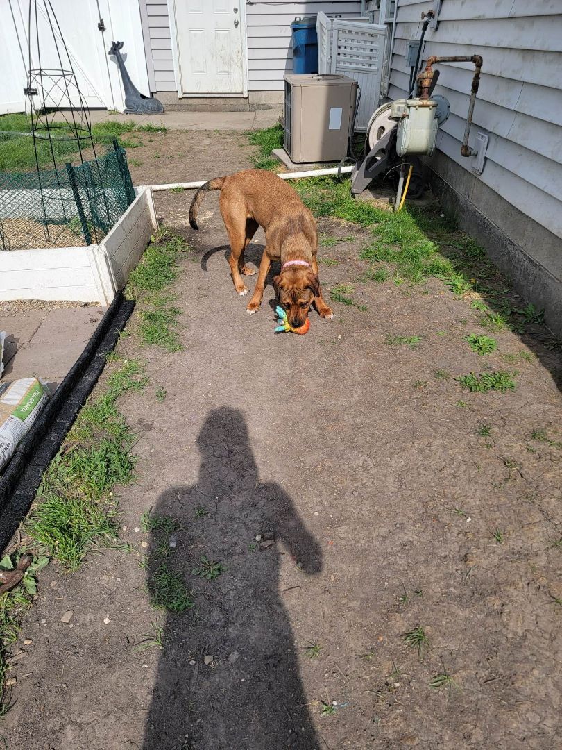 Enlarge Khalia - LOWELL, IN, a Adoptable mixed breed in LOWELL, IN image 5/5