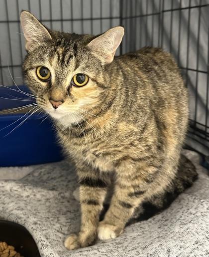 Ocean, Adoptable, Adult Female Domestic Short Hair & Domestic Short Hair.
