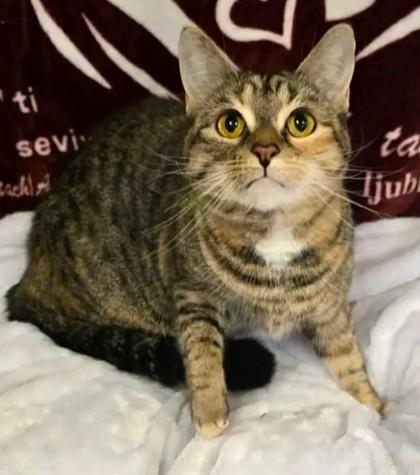 Enlarge Ocean, a Adoptable mixed breed in Phoenix, AZ image 2/2