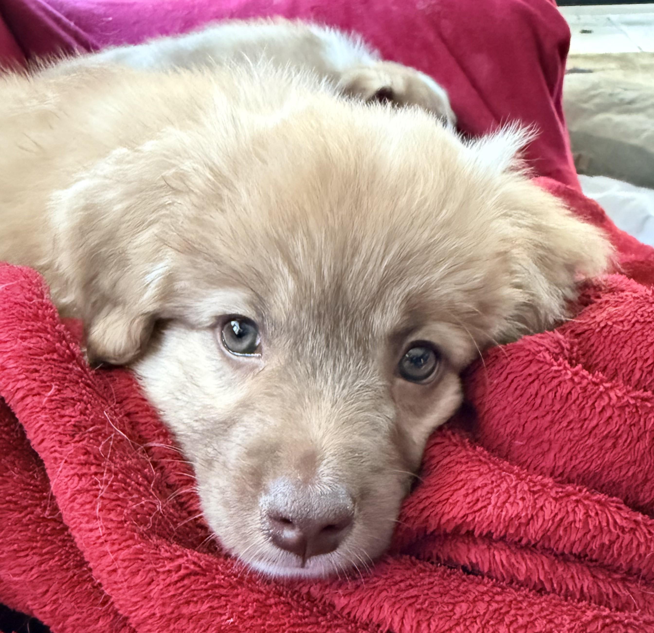 Enlarge SHIITAKE, an adopted mixed breed in Saint Paul, MN image 3/4