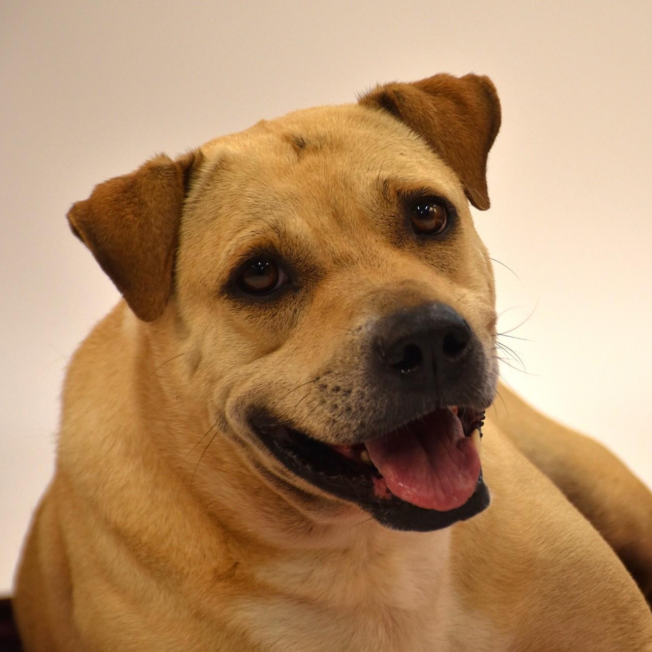 Marissa, a Adoptable mixed breed in Rochester, NY image 2/6