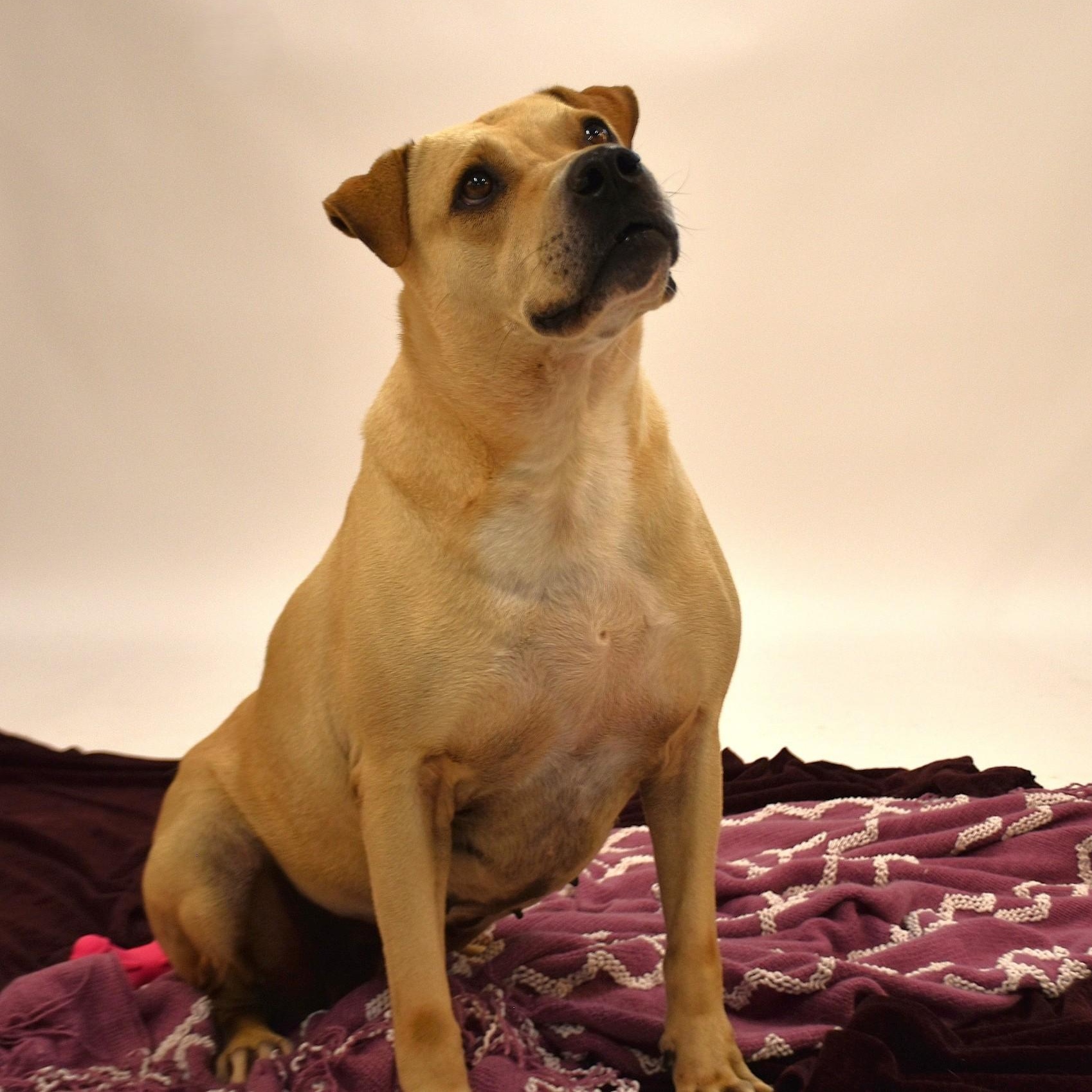 Marissa, a Adoptable mixed breed in Rochester, NY image 3/6