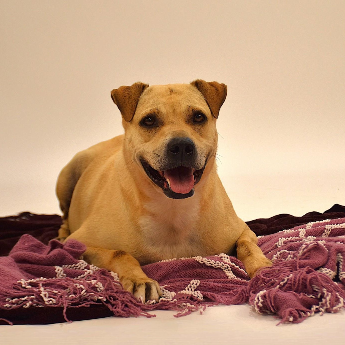 Marissa, a Adoptable mixed breed in Rochester, NY image 1/6