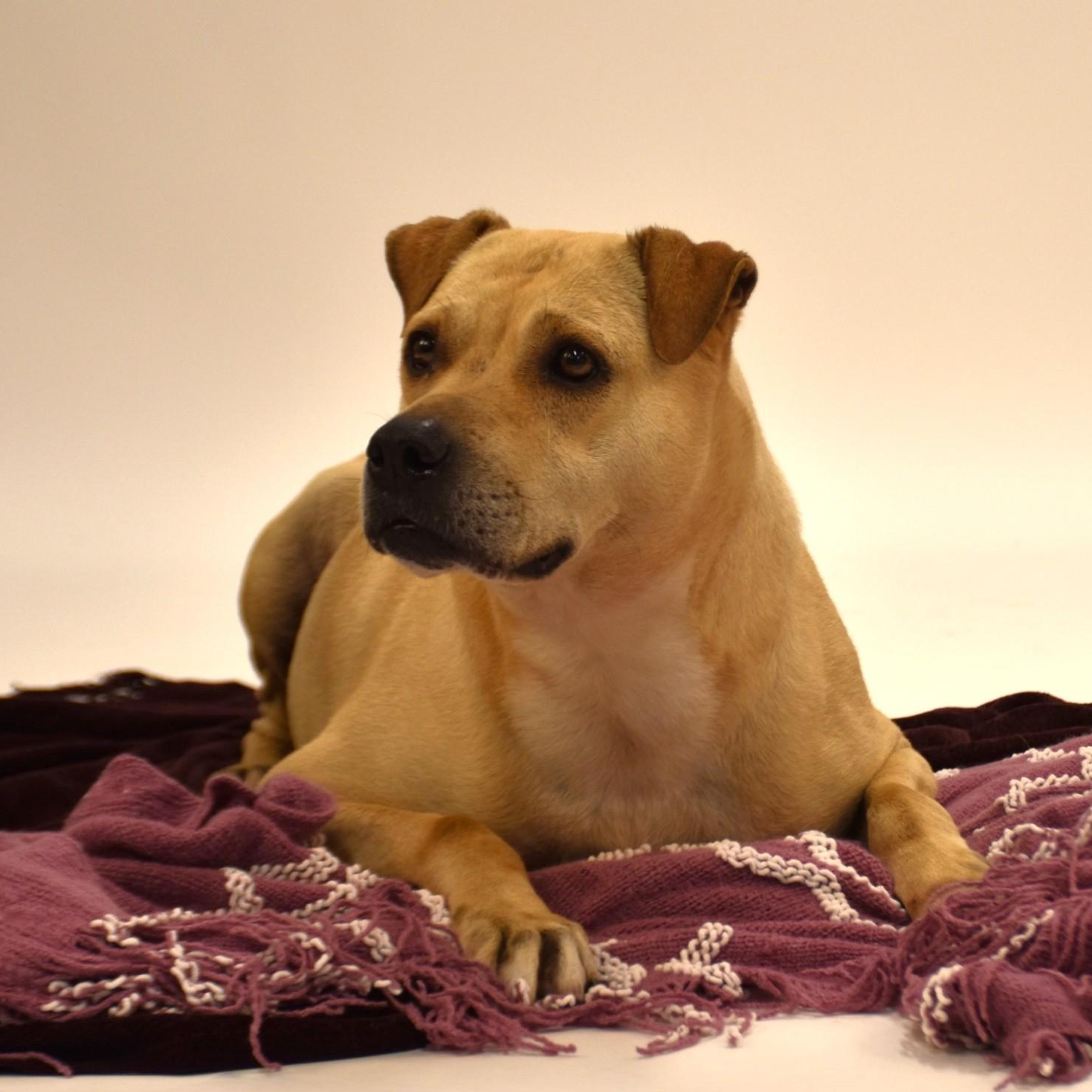 Marissa, a Adoptable mixed breed in Rochester, NY image 4/6