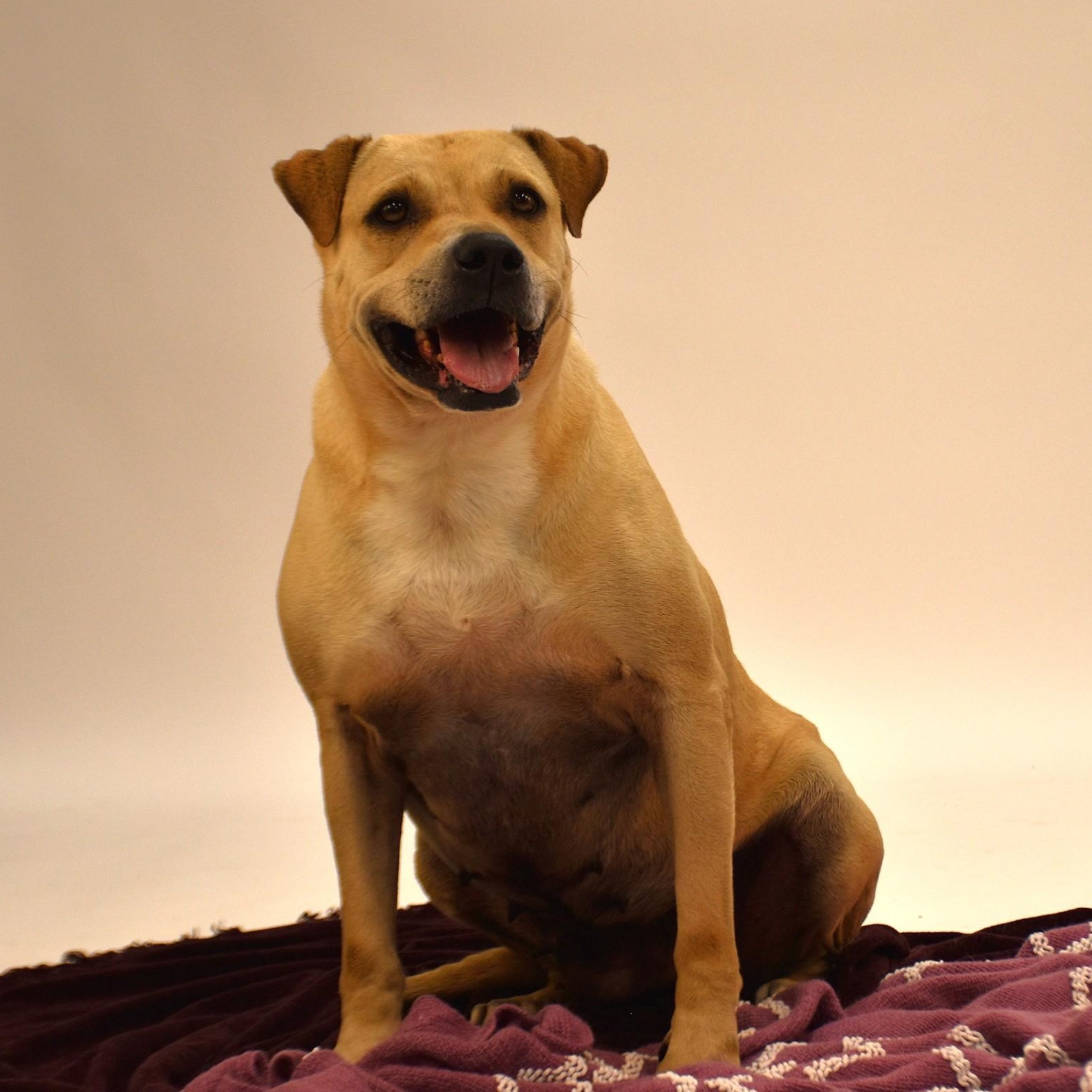 Marissa, a Adoptable mixed breed in Rochester, NY image 5/6