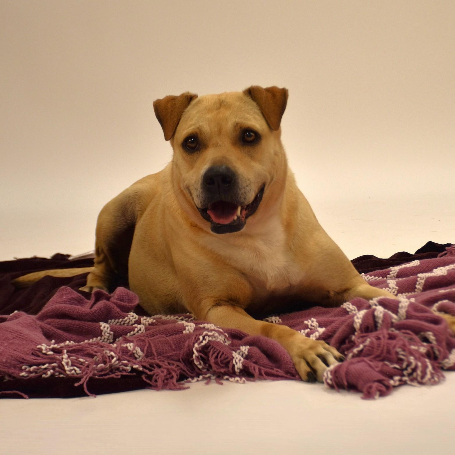 Marissa, a Adoptable mixed breed in Rochester, NY image 6/6