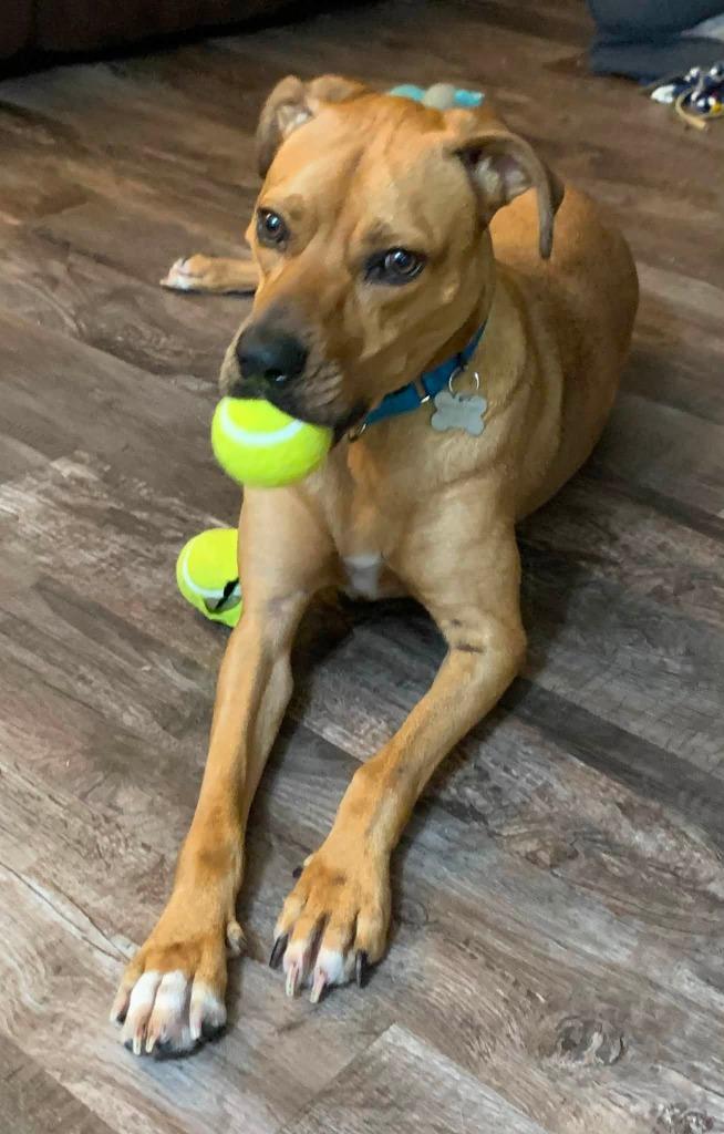 Zara, Adoptable, Young Female Mixed Breed.
