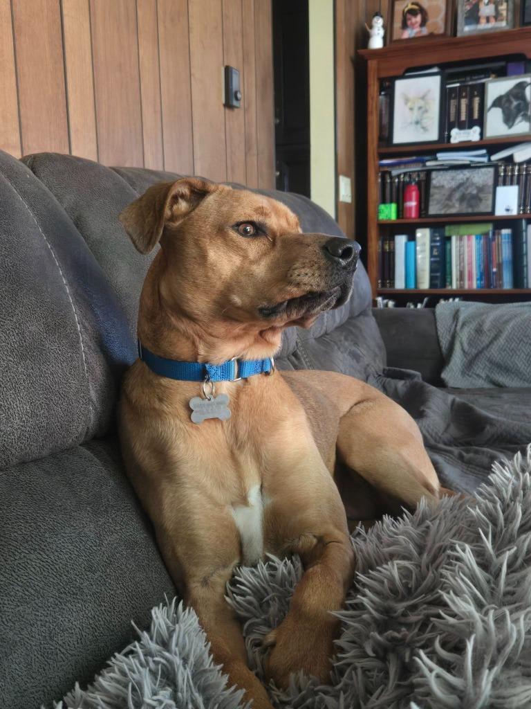 Zara, Adoptable, Young Female Mixed Breed.