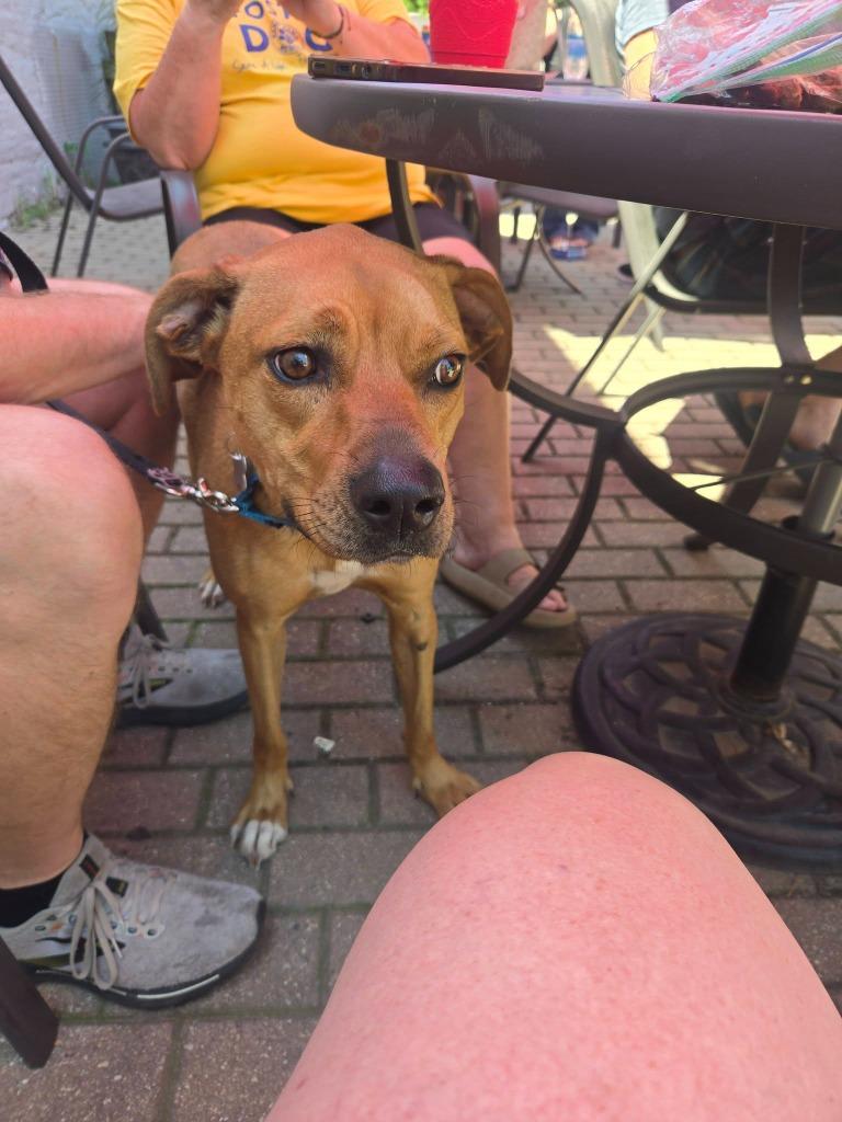 Zara, a Adoptable mixed breed in Fond Du Lac, WI image 2/6