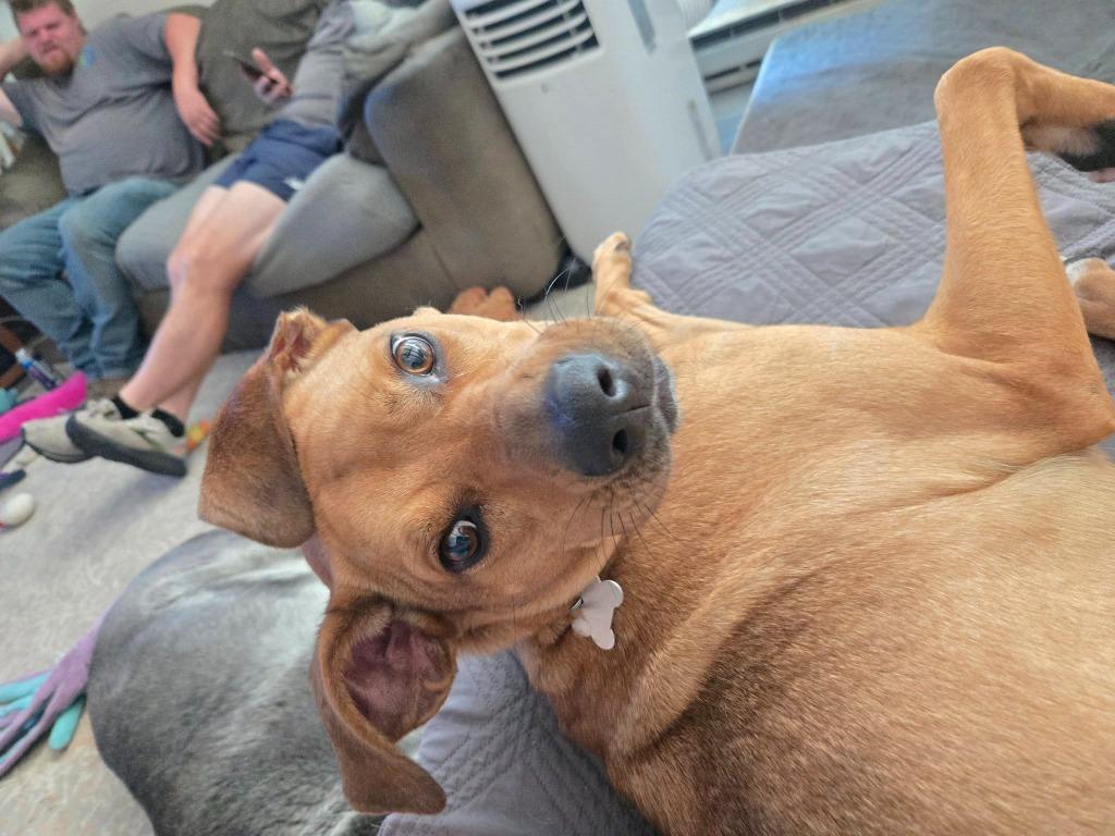 Zara, a Adoptable mixed breed in Fond Du Lac, WI image 3/6