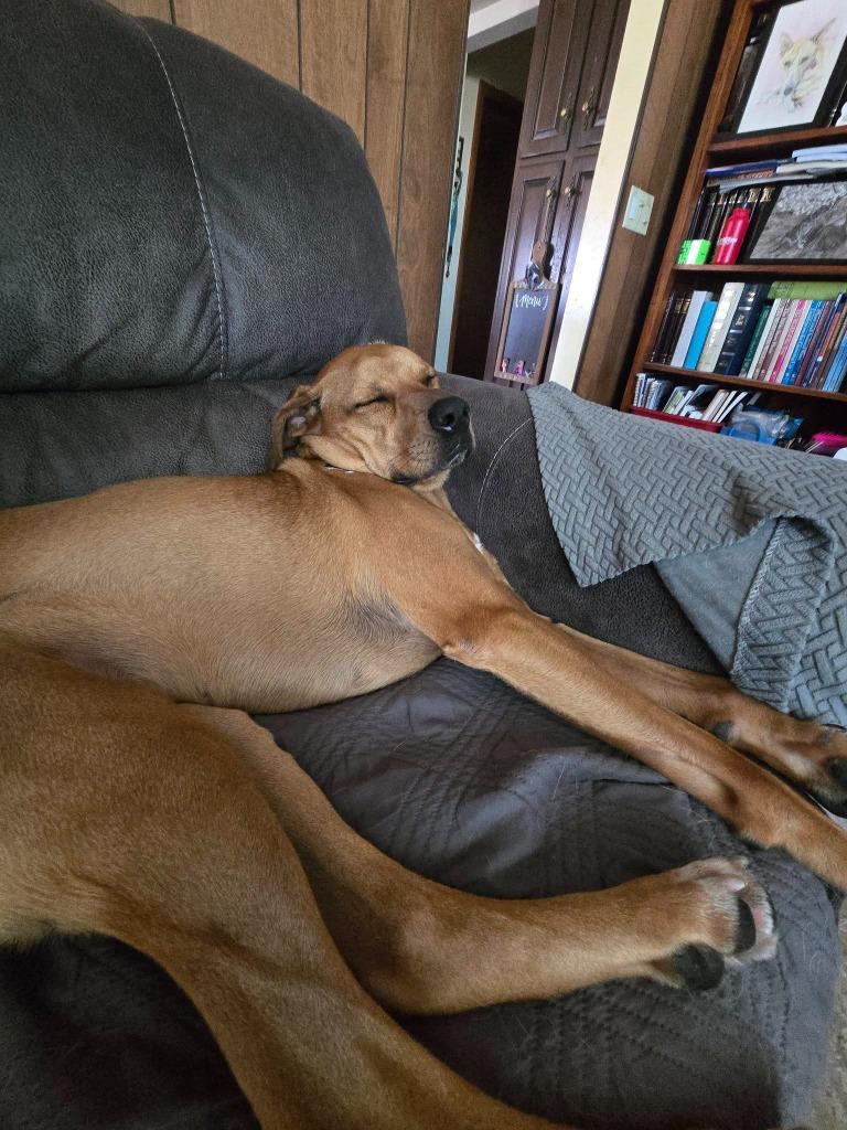 Zara, a Adoptable mixed breed in Fond Du Lac, WI image 5/6