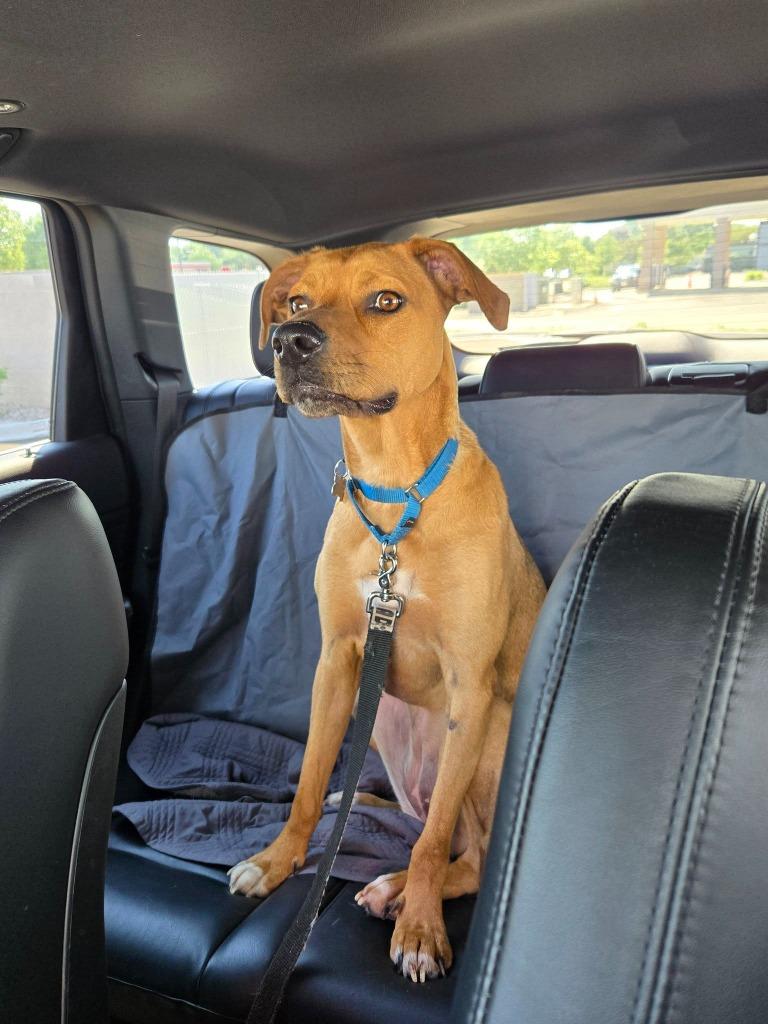 Zara, a Adoptable mixed breed in Fond Du Lac, WI image 6/6