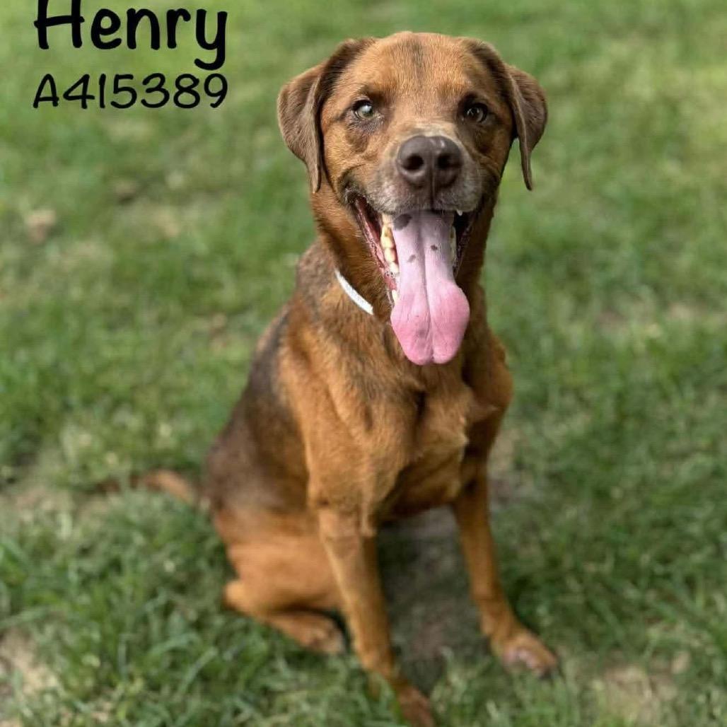 Enlarge Henry, a Adoptable mixed breed in Tomah, WI image 1/3
