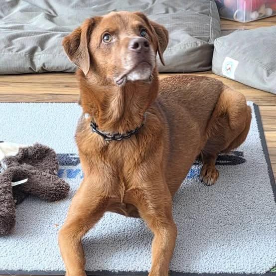 Enlarge Henry, a Adoptable mixed breed in Tomah, WI image 2/3