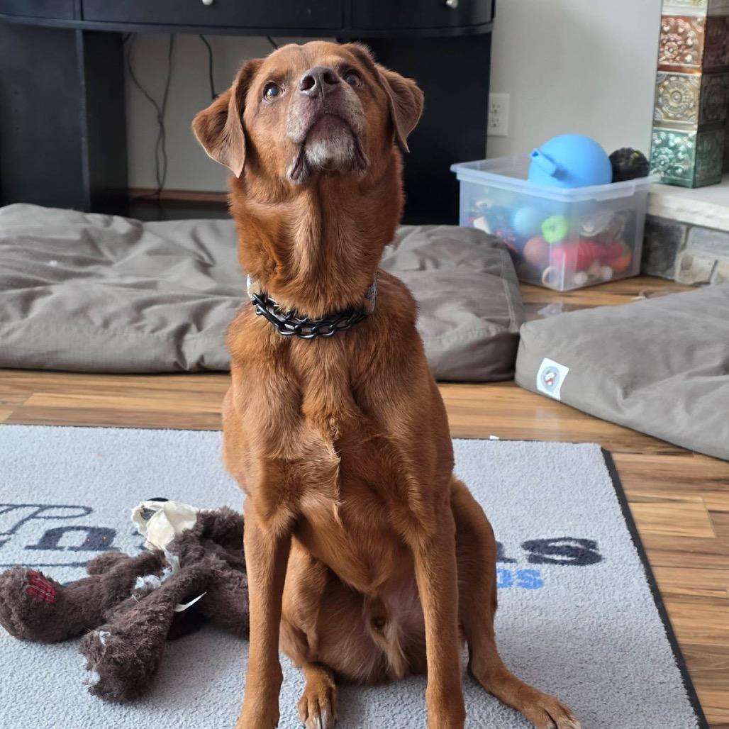 Enlarge Henry, a Adoptable mixed breed in Tomah, WI image 3/3