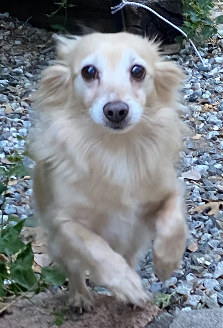 Charlie (bonded pair with Gidget)