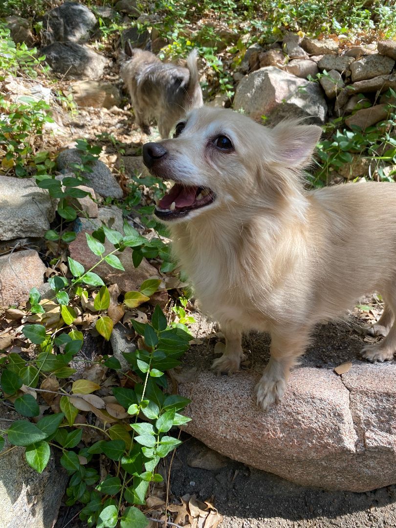Charlie (bonded pair with Gidget)