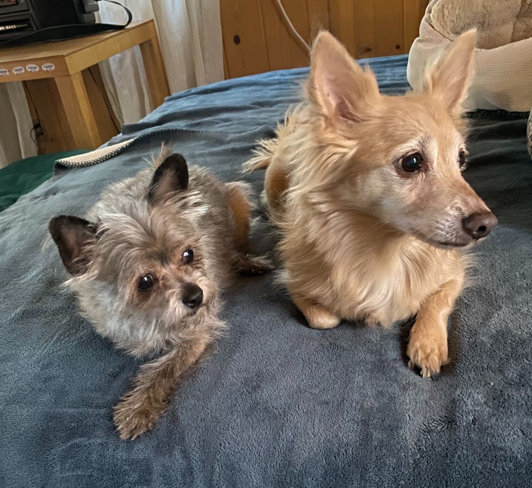 Charlie (bonded pair with Gidget)