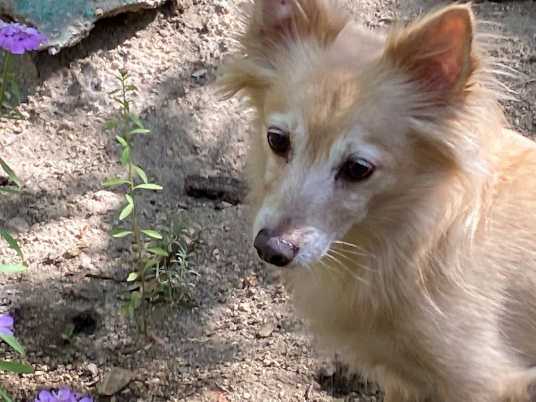 Charlie (bonded pair with Gidget)