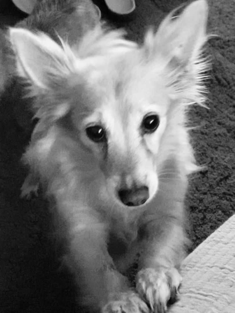 Charlie (bonded pair with Gidget)