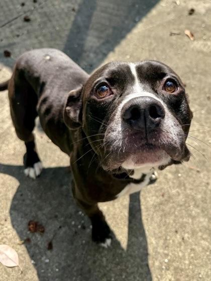 Mr.Motown, Adoptable, Adult Male Pit Bull Terrier & Mixed Breed.