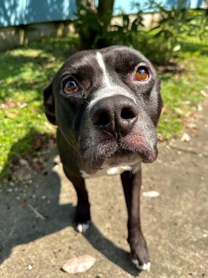 Enlarge Mr.Motown, a Adoptable mixed breed in New Orleans, LA image 2/2