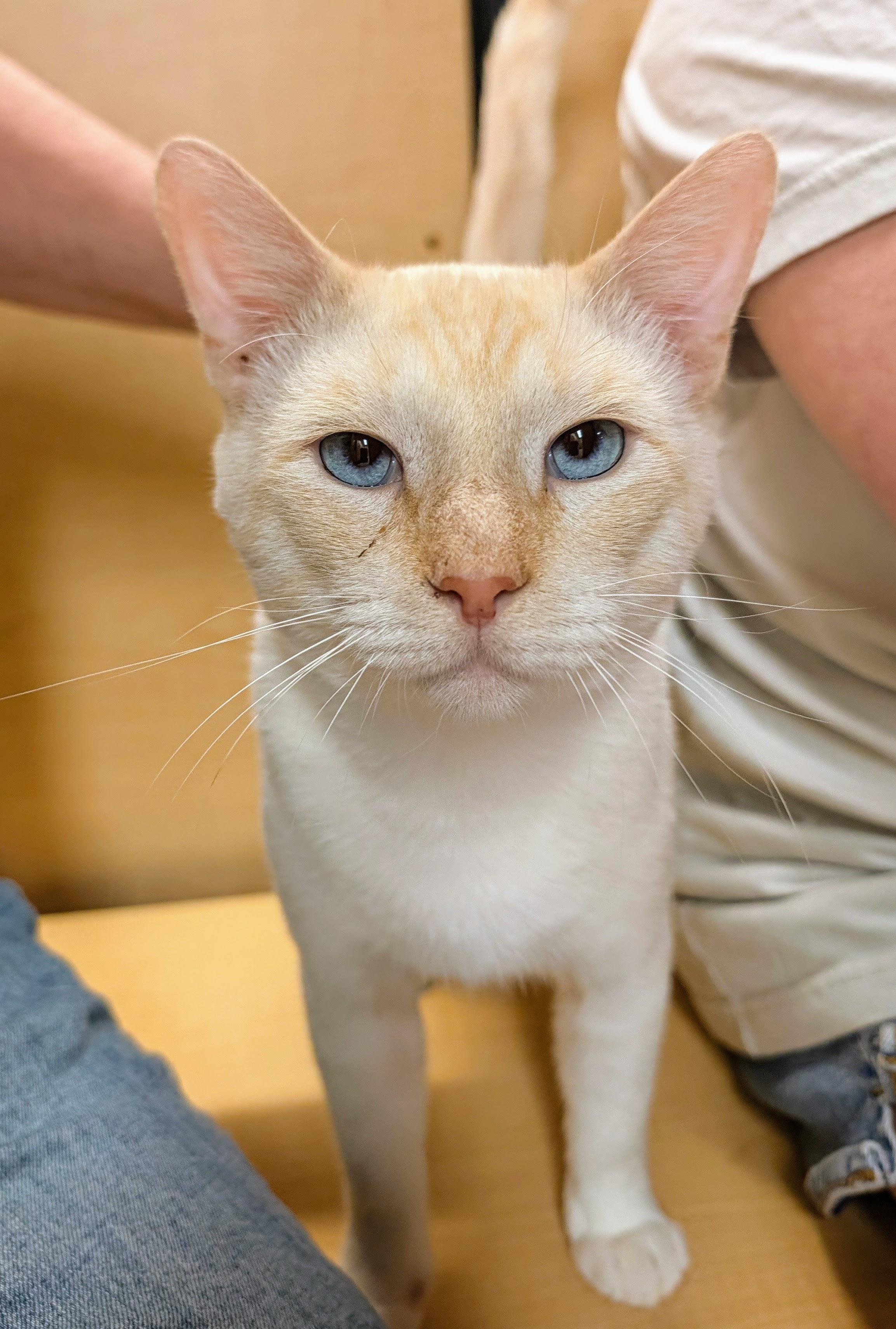 Enlarge Willy, a Adoptable mixed breed in Garland, TX image 2/6