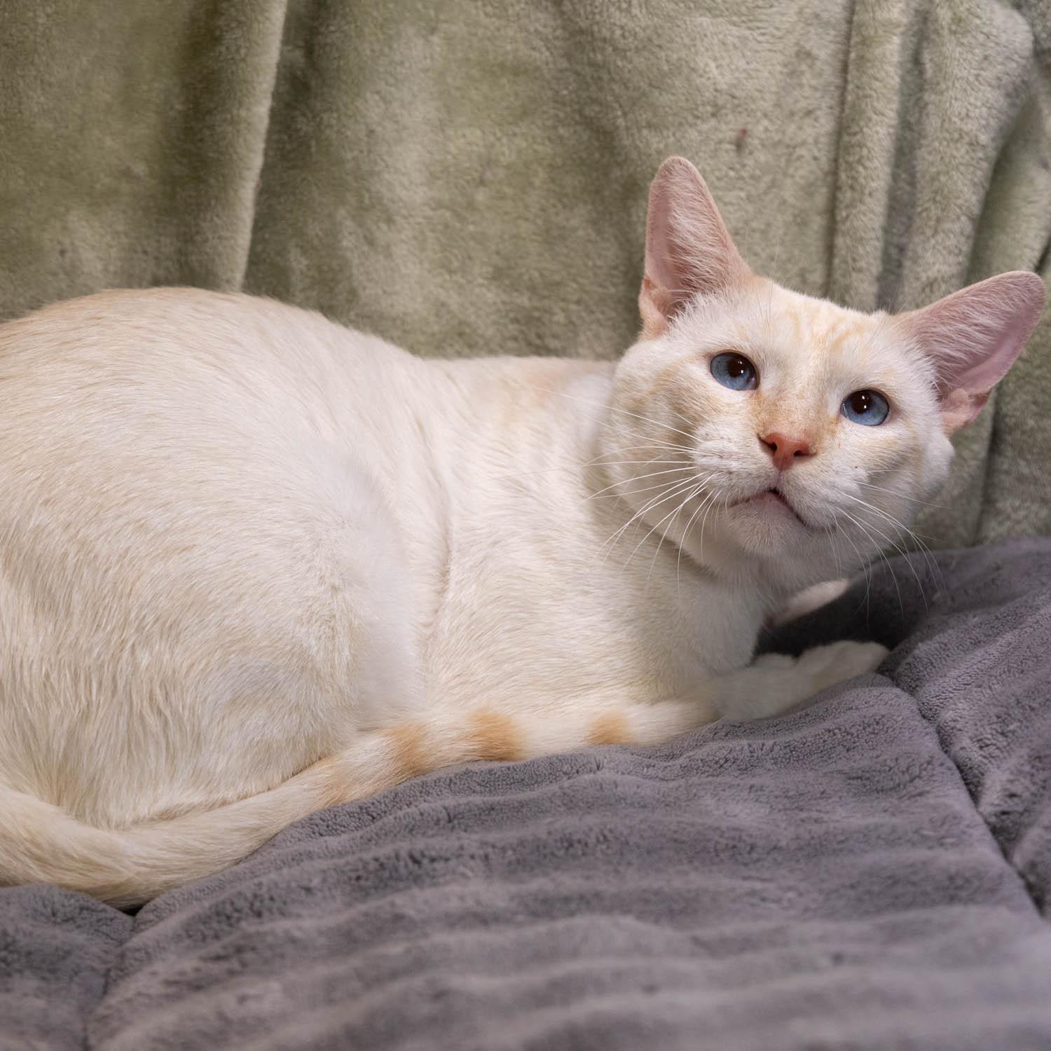 Enlarge Willy, a Adoptable mixed breed in Garland, TX image 5/6