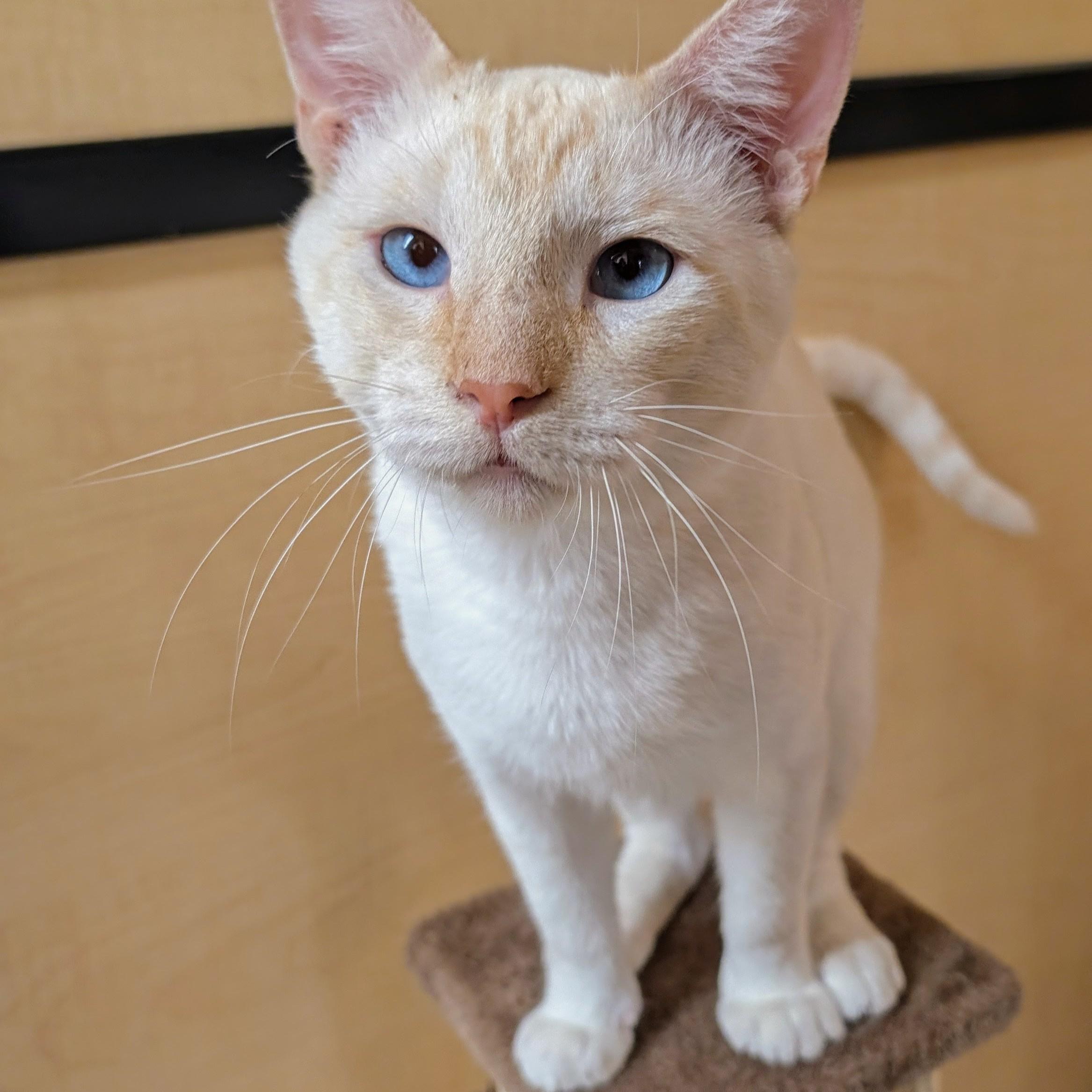 Enlarge Willy, a Adoptable mixed breed in Garland, TX image 3/6