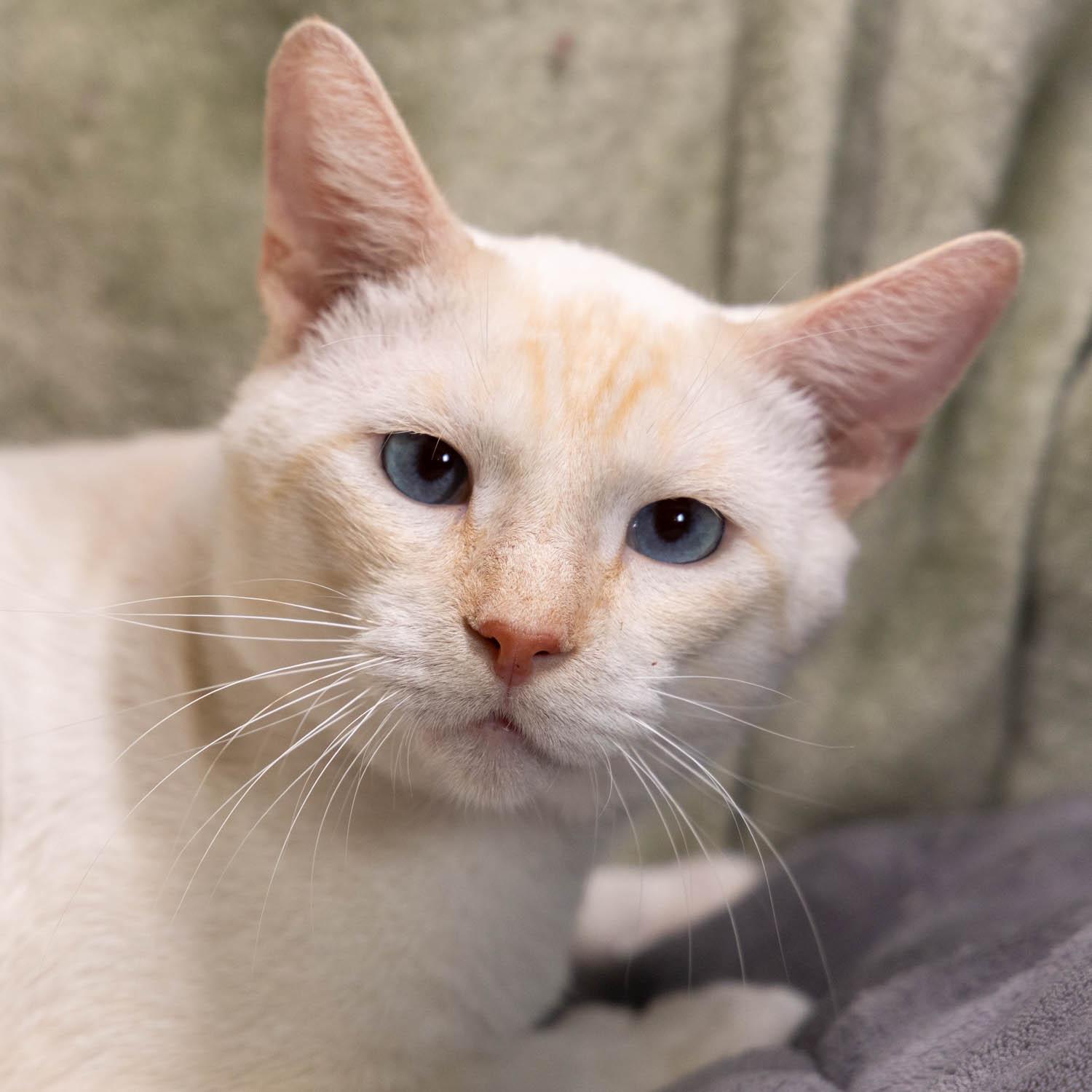 Enlarge Willy, a Adoptable mixed breed in Garland, TX image 4/6