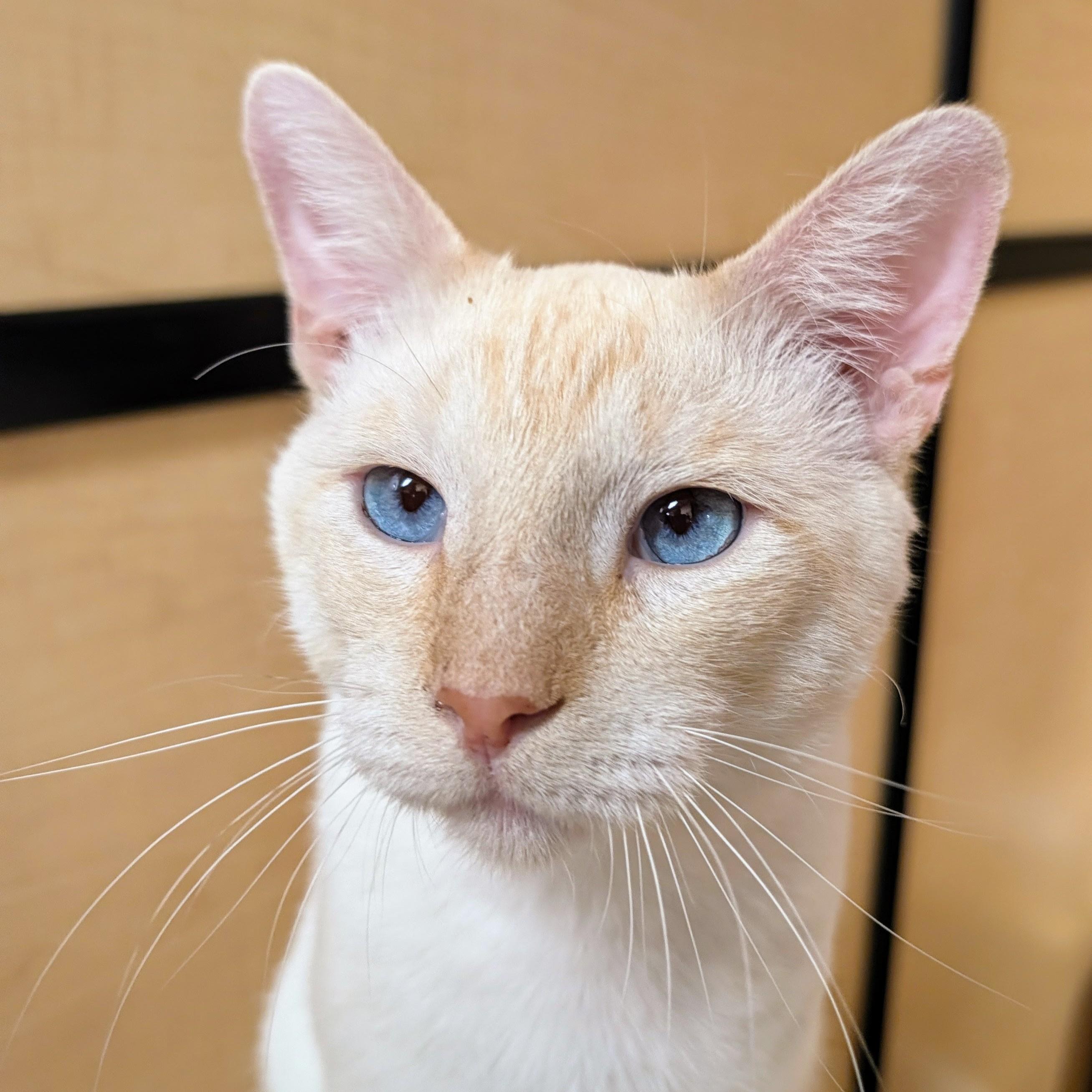Willy, Adoptable, Young Male Siamese & Domestic Short Hair.