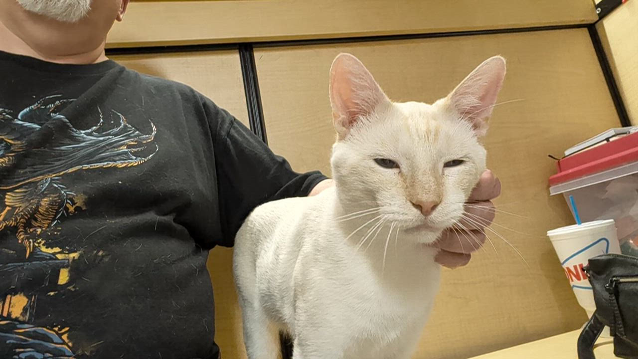 Enlarge Willy, a Adoptable mixed breed in Garland, TX video 6/6