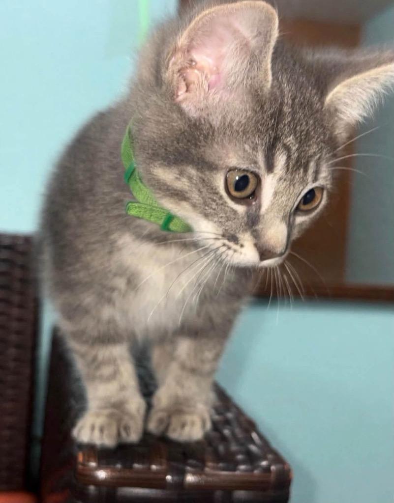 Enlarge Jade - Green, a Adoptable American Shorthair in Charlotte, MI image 2/2