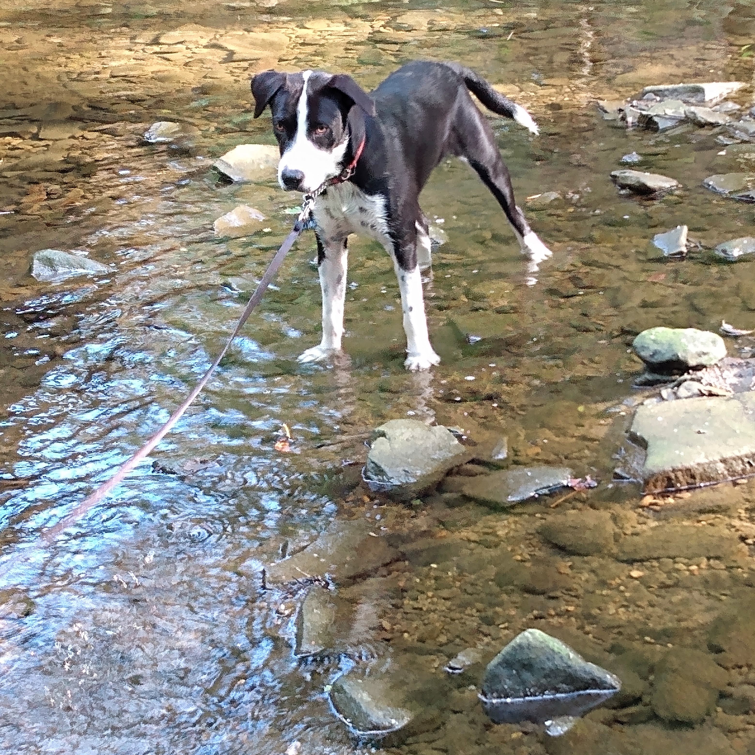 Riley, an adopted mixed breed in North Jackson, OH image 2/3