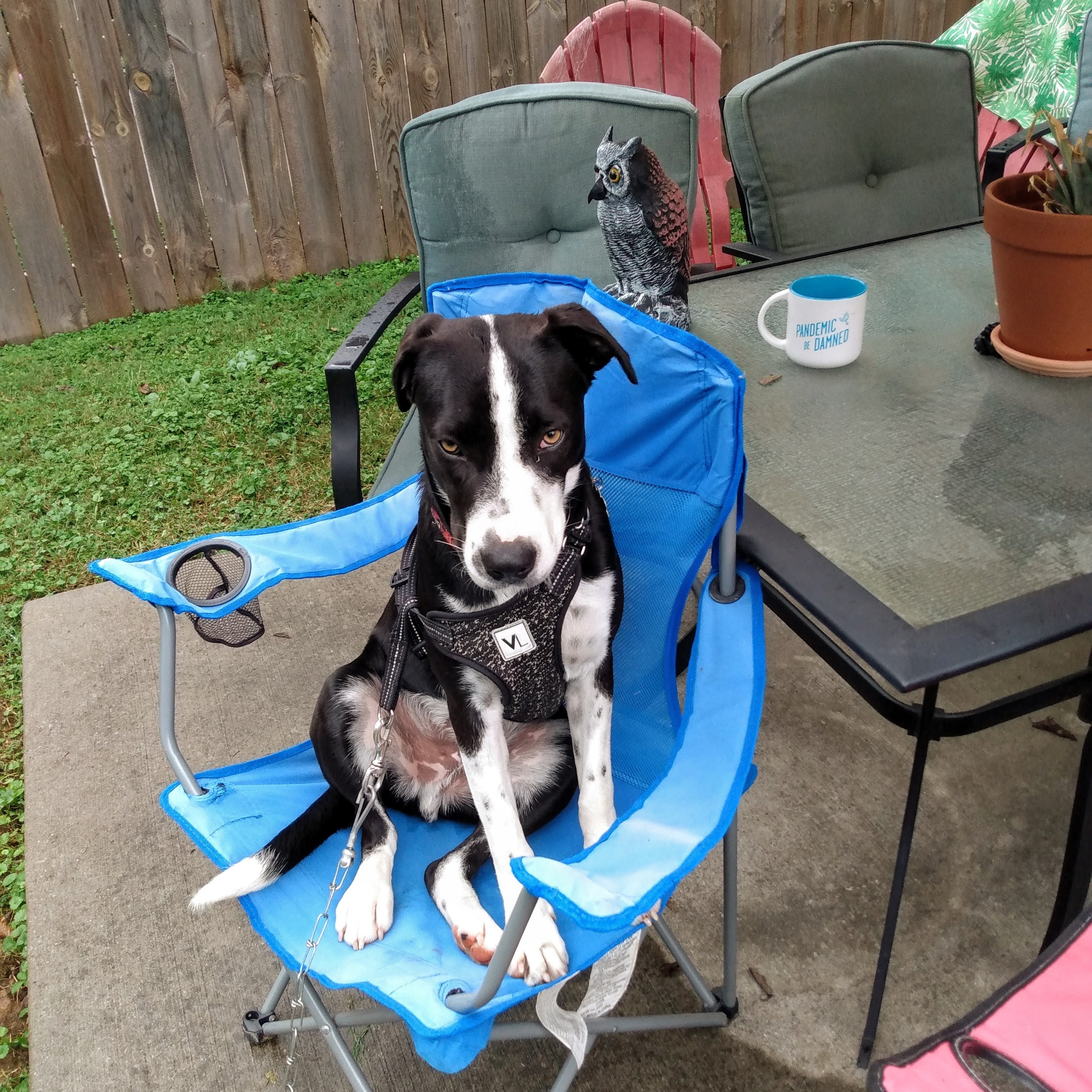 Riley, an adopted mixed breed in North Jackson, OH image 3/3