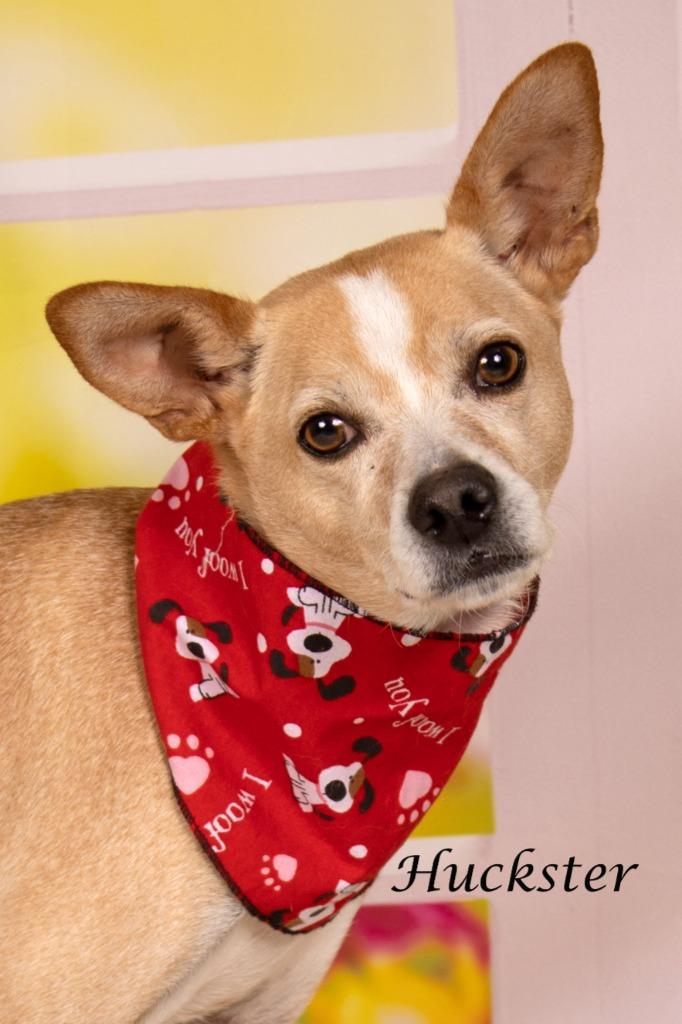Huckster, Adoptable, Adult Male Chihuahua & Shepherd.