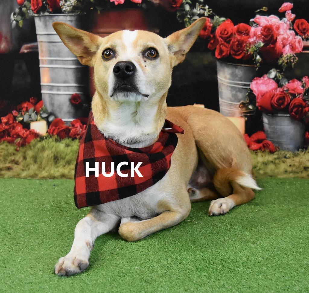 Enlarge Huckster, a Adoptable mixed breed in Gilbert, AZ image 2/2