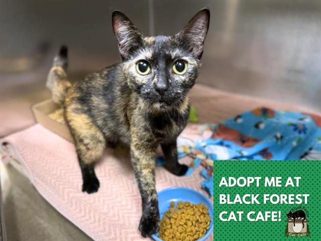 Enlarge DEIDRE, a Adoptable Domestic Short Hair in Fort Wayne, IN image 1/1